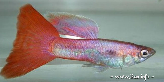 jenis ikan guppy magenta