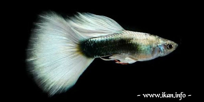 jenis ikan guppy pastel