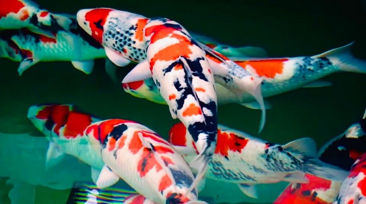 Gambar Ikan Koi