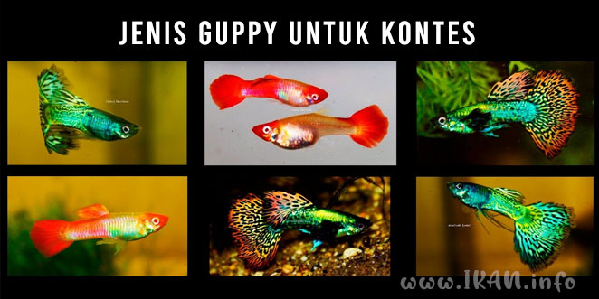 Jenis Guppy Kontes