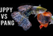 Membandingkan Ikan Guppy dengan Ikan Cupang