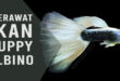4 Faktor Penting Dalam Perawatan Ikan Guppy