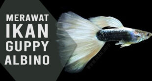 ikan guppy albino