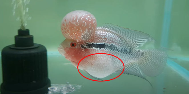 ikan louhan kembung