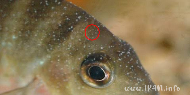 Penyakit Ikan Louhan dan Cara Mengatasinya