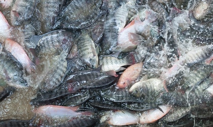 4 Tips Budidaya Ikan Nila agar Untung Besar - IKAN.INFO