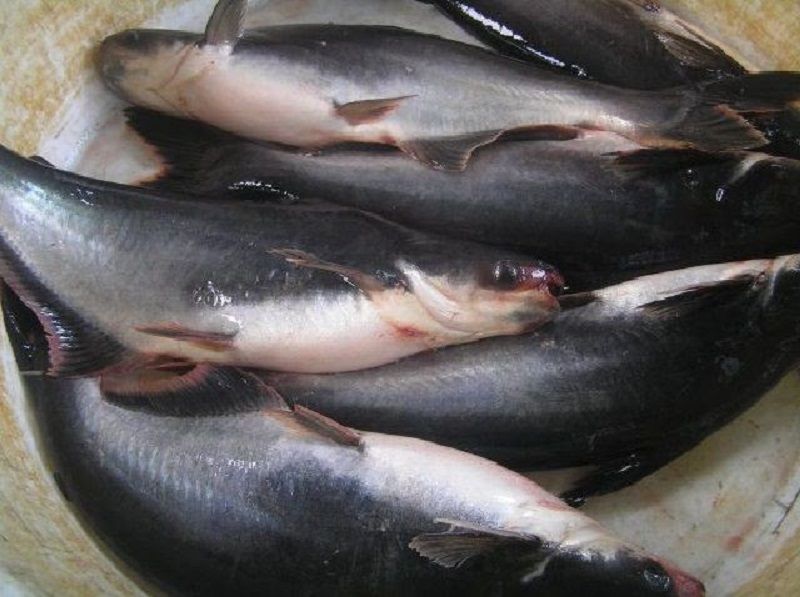 Budidaya ikan patin