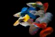 Ikan Guppy Termahal : Simak Disini