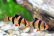 Ikan Tiger Barb : Habitat, Makanan Dan Cara Merawatnya