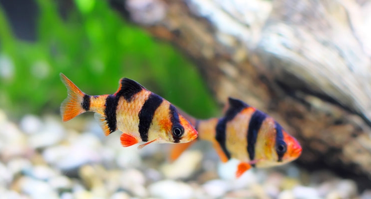 ikan tiger barb