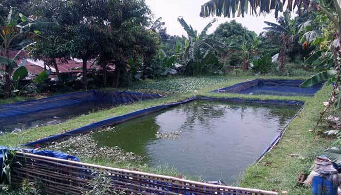 ikan nila mati