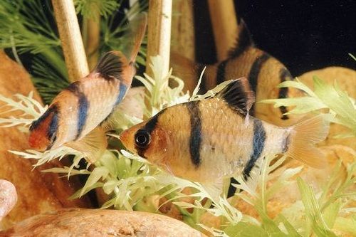 ikan tiger barb