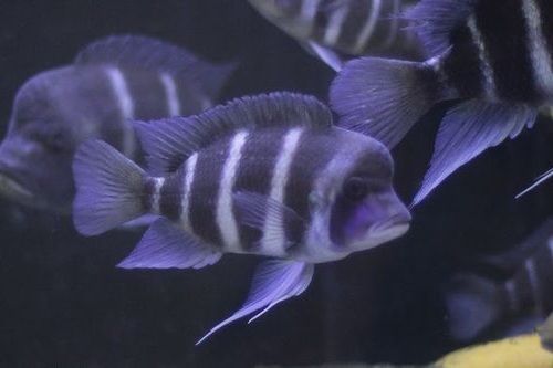 jenis-jenis ikan frontosa