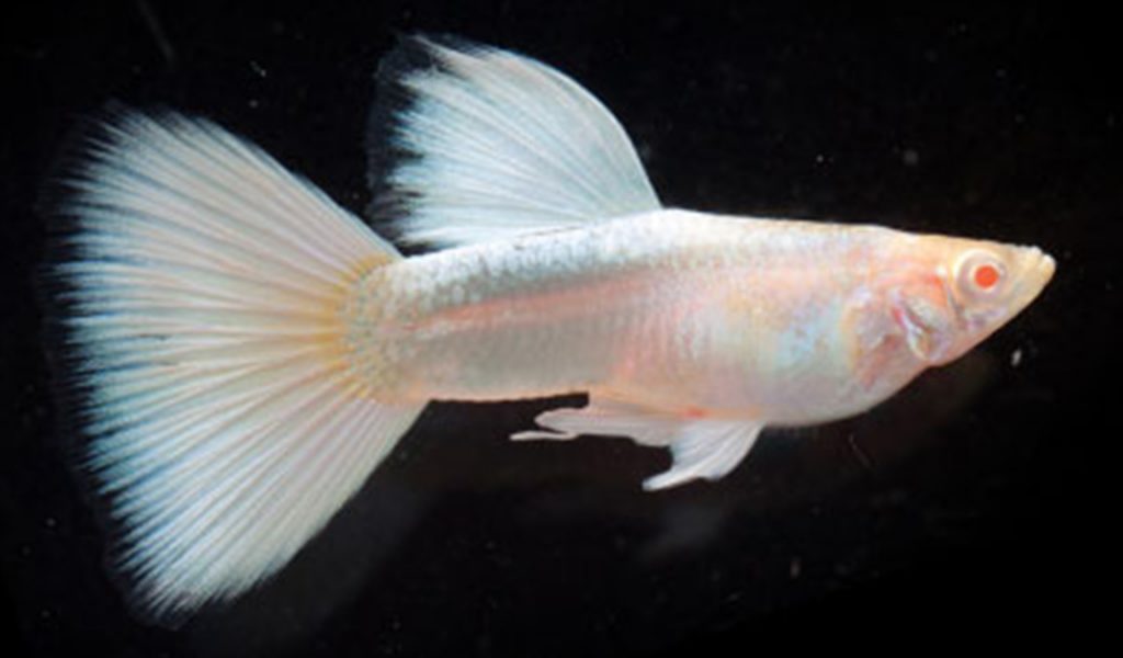 Ikan Guppy Albino