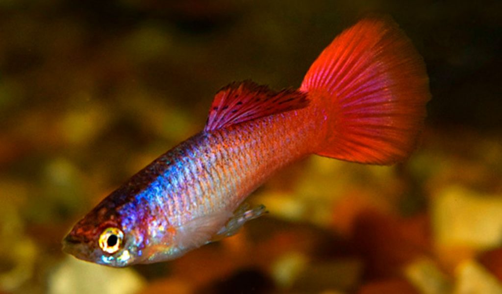 Ikan Guppy Magenta