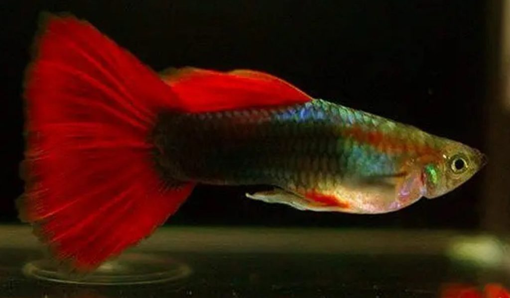 Ikan Guppy tuxedo