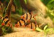 Jenis-Jenis Ikan Sumatra Tiger Barb (Ikan Galak)