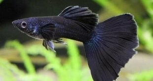 Ikan Guppy Black Moscow : Harga Dan Cara Merawatnya