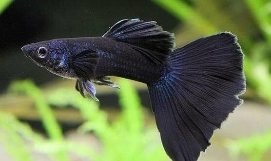 Ikan Guppy Black Moscow : Harga Dan Cara Merawatnya
