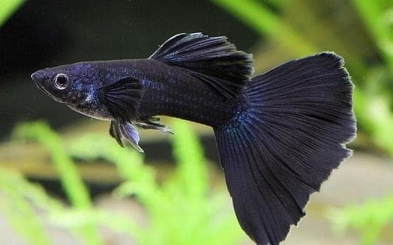 ikan guppy black moscow