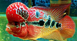 Budidaya Ikan Louhan Di Dalam Akuarium Pribadi