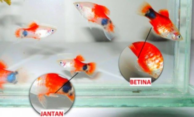 Ikan Komet Jantan dan Betina