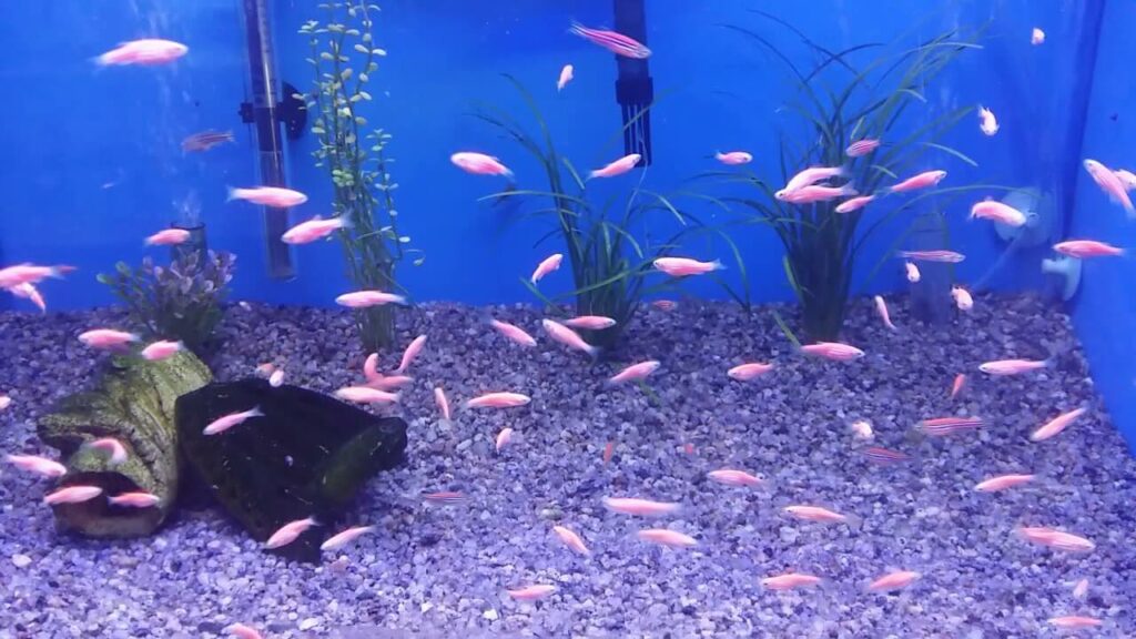 ikan zebra pink