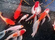 Cara Mudah Membedakan Ikan Komet Jantan Dan Betina!