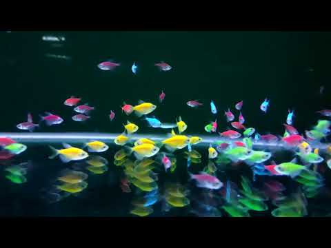 merawat ikan glofish