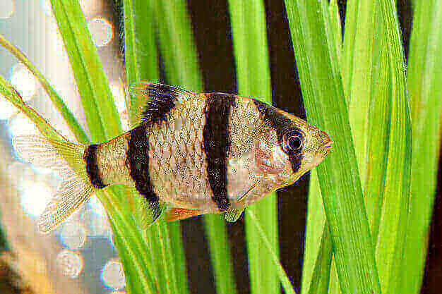 Ikan Sumatra Tiger Brab