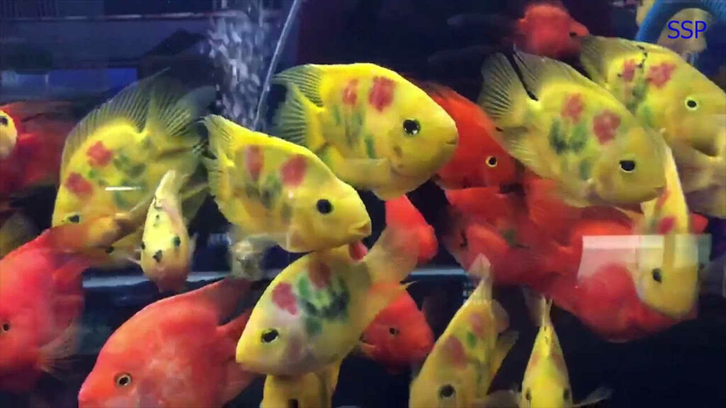 budidaya ikan parrot
