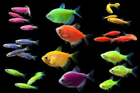 merawat ikan glofish