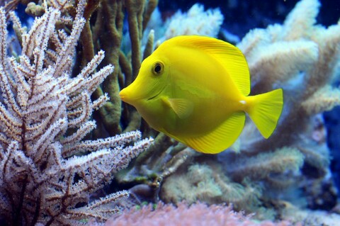 ikan yellow tangs