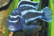 Ikan Lemon Biru : Ini Dia Jenis-jenisnya