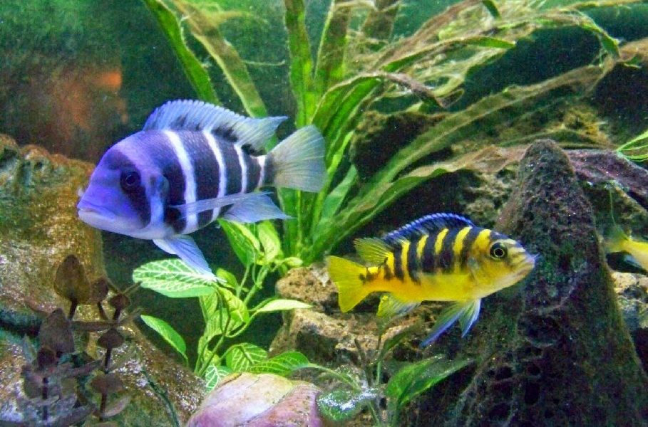 ikan lemon biru