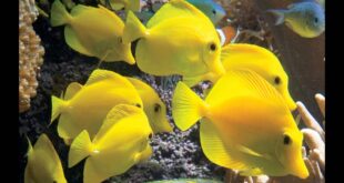 ikan yellow tangs