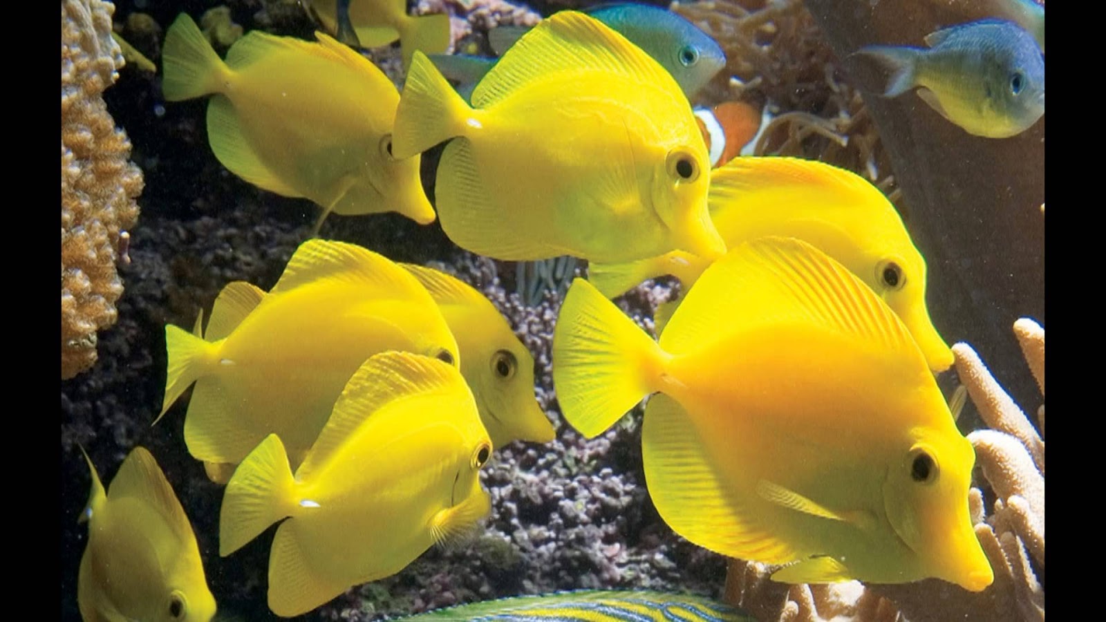 ikan yellow tangs
