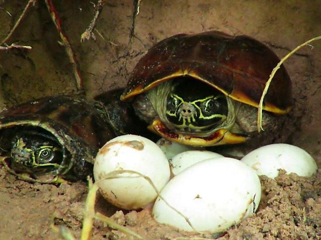 menetaskan telur kura-kura