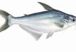 Cara Budidaya Ikan Patin, Pemula Juga Bisa