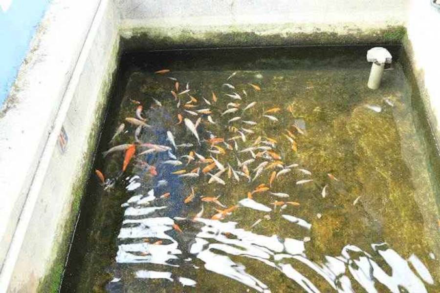 kolam ikan beton