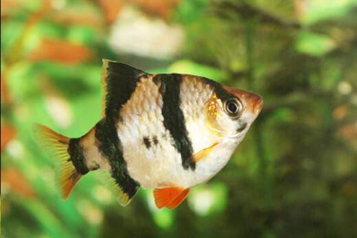 Ikan Sumatra Tiger Brab