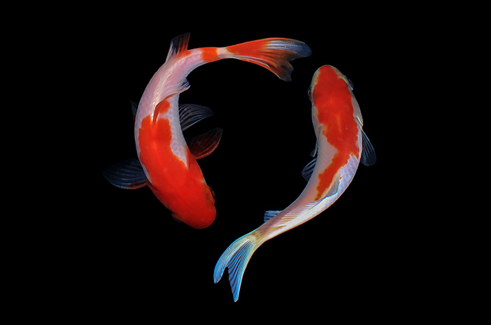 nama latin ikan koi