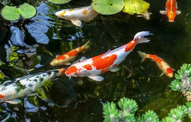 nama latin ikan koi