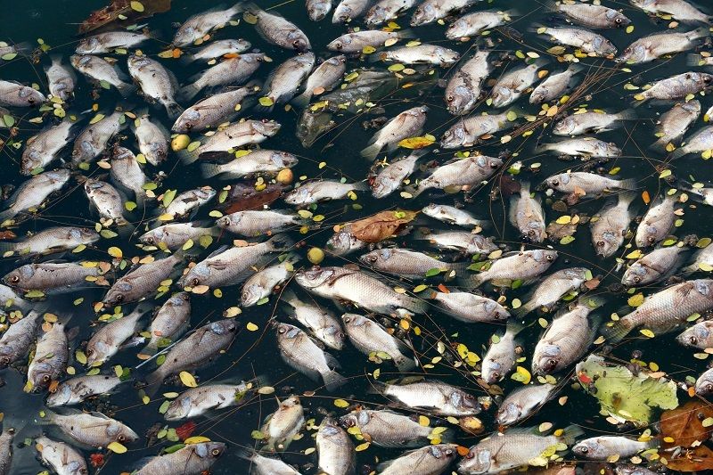 Bentuk Kerusakan Laut