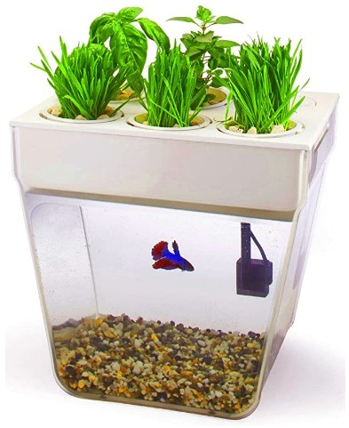 Aquarium mini trapesium