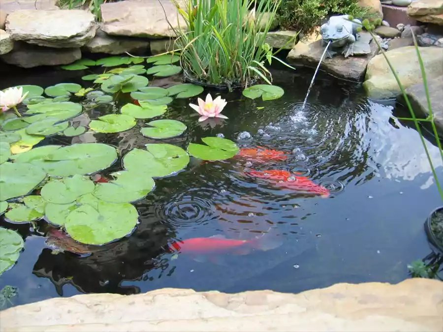 Kolam Ikan Minimalis dengan Tanaman Air