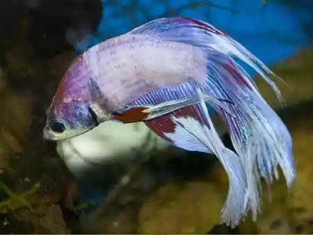 gejala stres pada ikan cupang