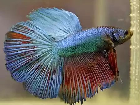stres pada ikan cupang