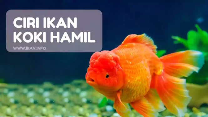 Ciri ciri Ikan koki hamil