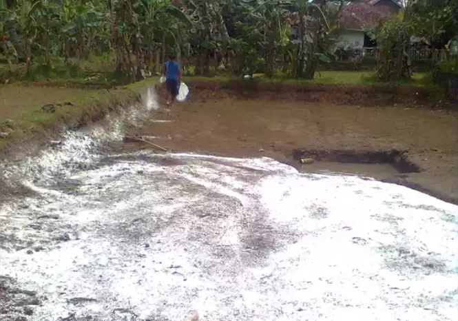 pemberian kapur pada kolam tradisonal